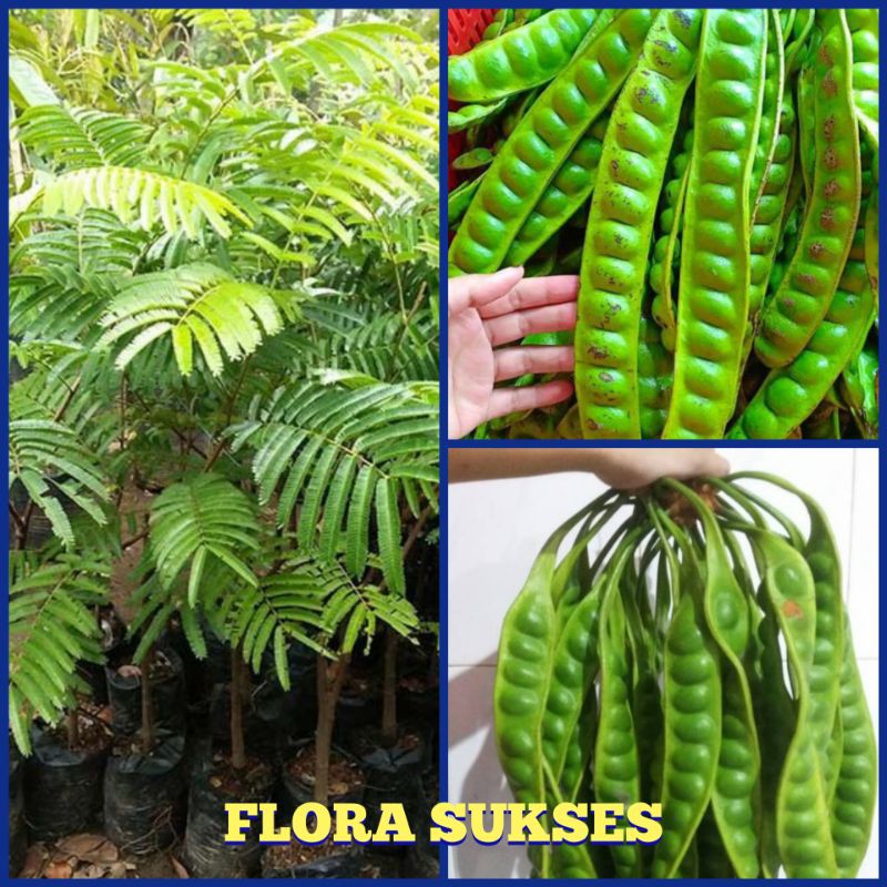 Bibit Pete Bibit Petai Pohon Pete Hasil Okulasi Cepat Berbuah