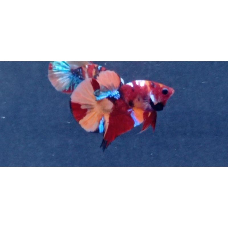 cupang hias multicolour reguler size