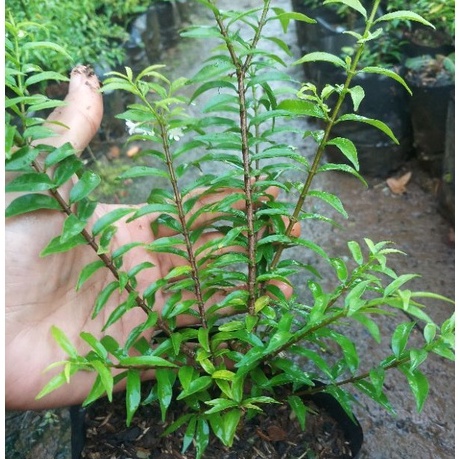 anting putri micro bahan bonsai