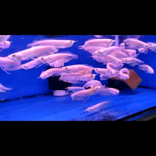 Ikan arwana silver albino uk 14cm