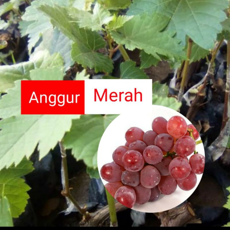 Bibit Anggur Merah Manis