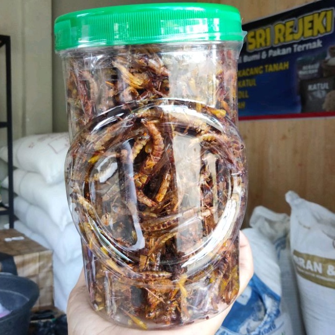 

Belalang goreng kecil/utis