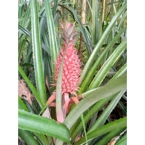 nanas merah nanas hutan