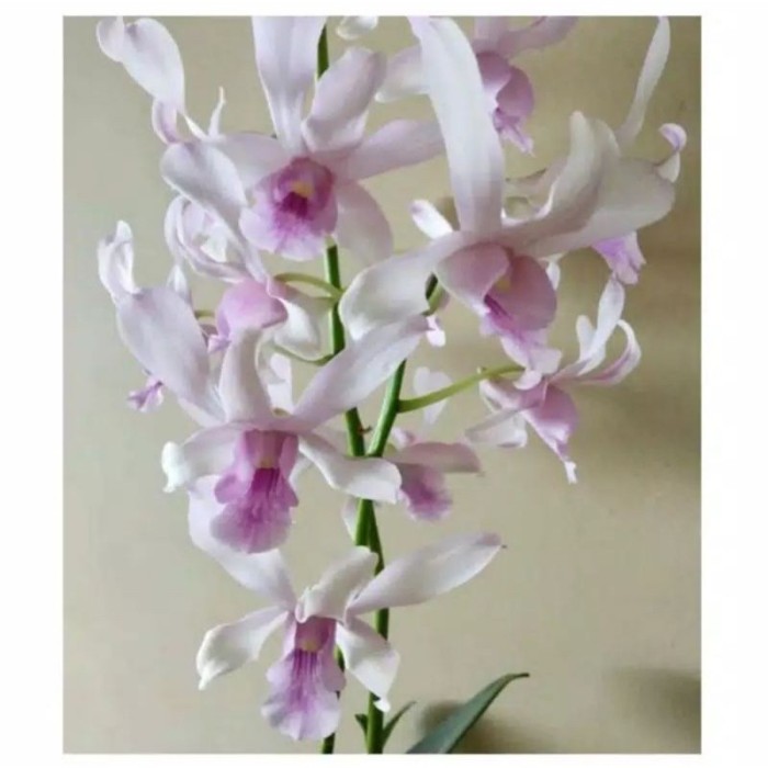 Seedling Anggrek Dendrobium Chanel