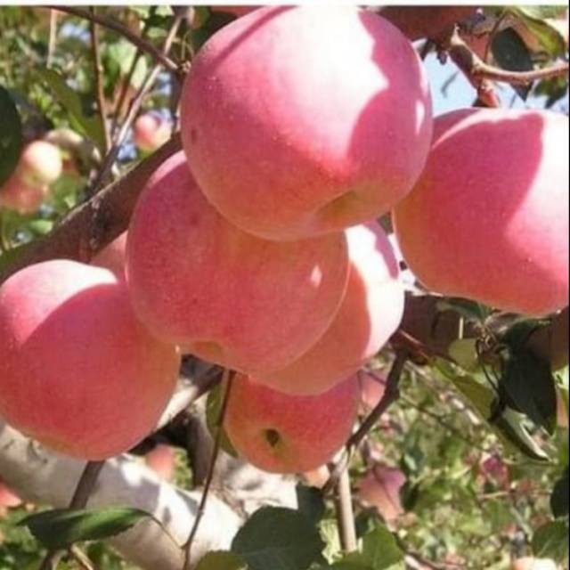 Bibit Buah Apel Pink Honey Okulasi