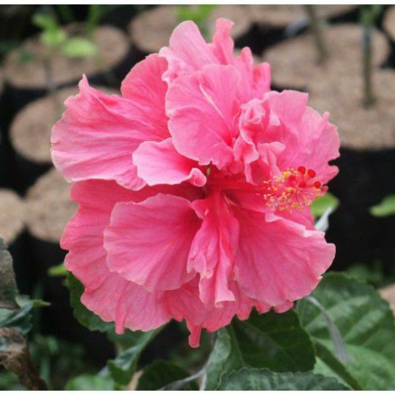 Bunga sepatu import Double Fuscia | tanaman bunga sepatu|kembang sepatu