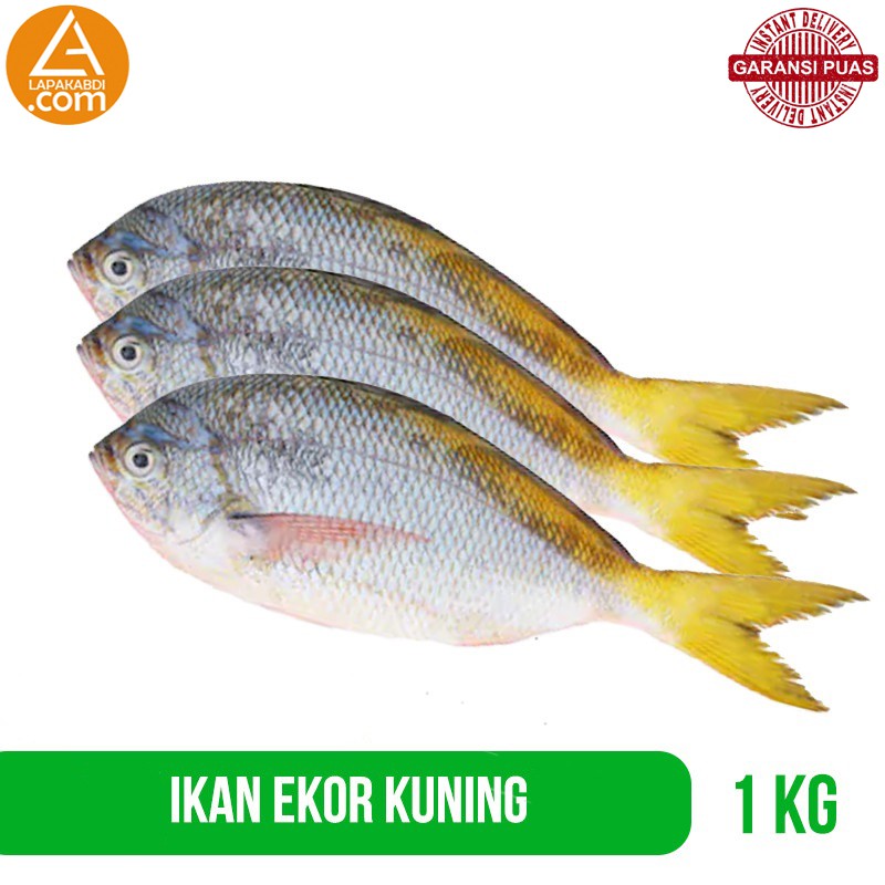 

Ikan Bilis Ekor Kuning 1 kg Ikan Laut Seafood Segar Garansi Termurah