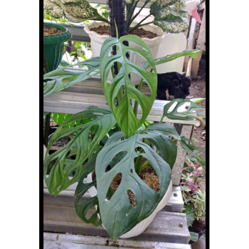 tanaman hias hebliqua janda bolong daun 3-4