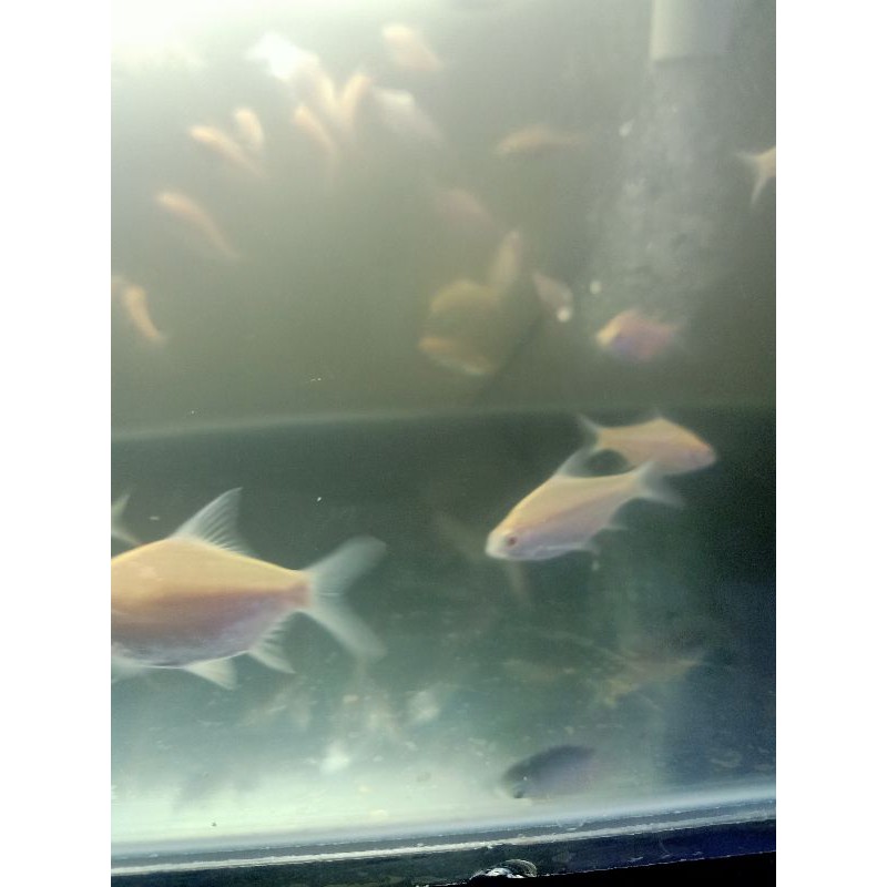 

Kaviat Albino