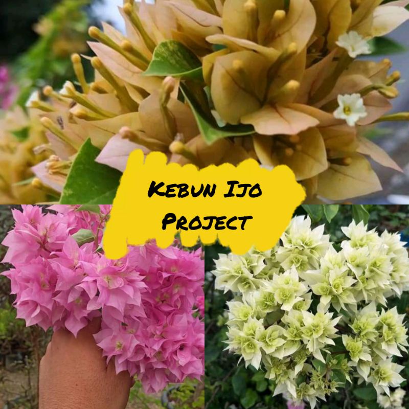 Paket Murah  Tanaman Hias Bunga Bougenville Singapore Kuning, Hawai Pink dan Putih