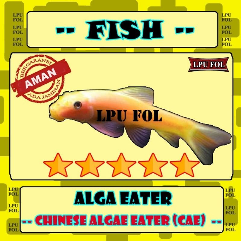 Ikan Chinese Algae Eater - CAE pembersih alga