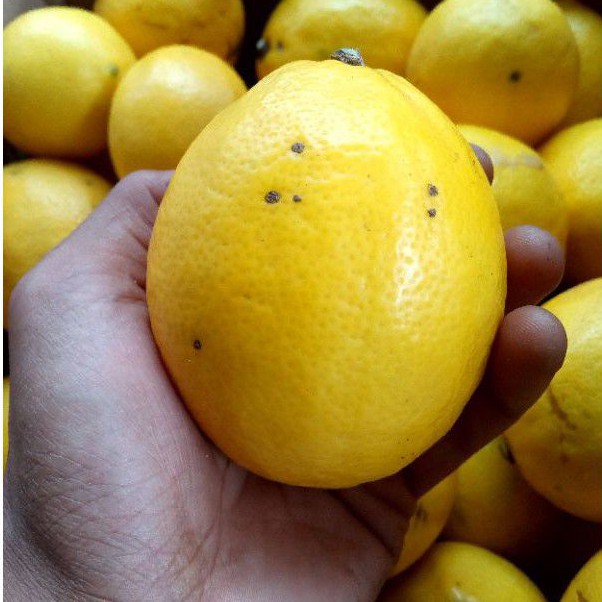 

Lemon California Sisa Sortir @1Kg