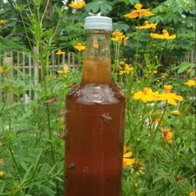 

Madu murni asli dari peternak