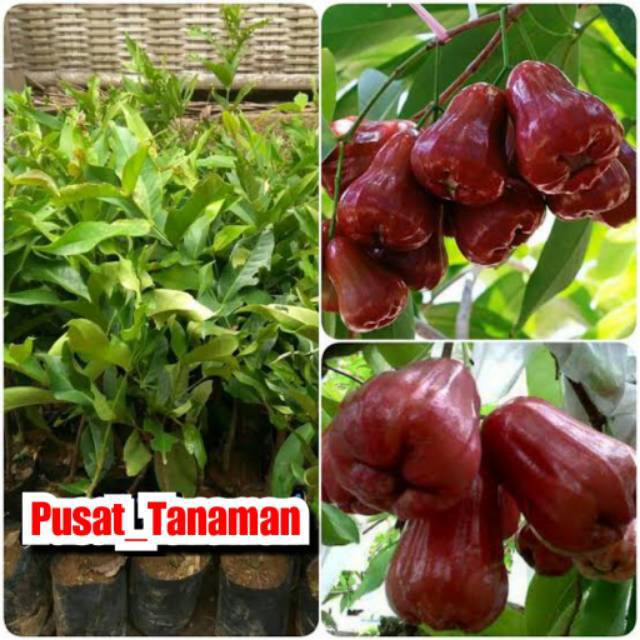 Bibit Jambu Air Madu Merah