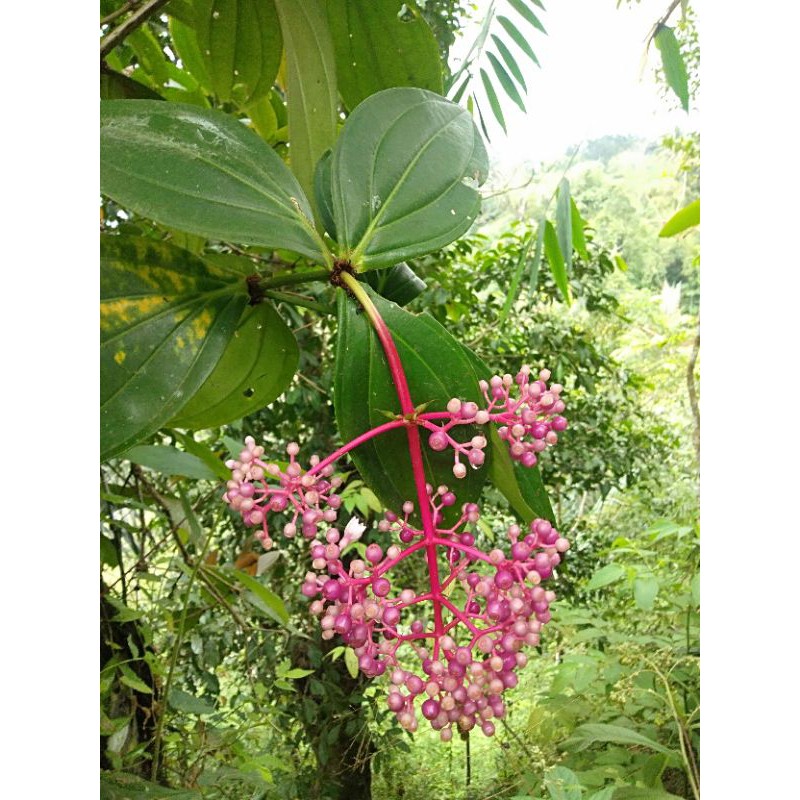 Tanaman unggu asal stek / parijoto obat herbal