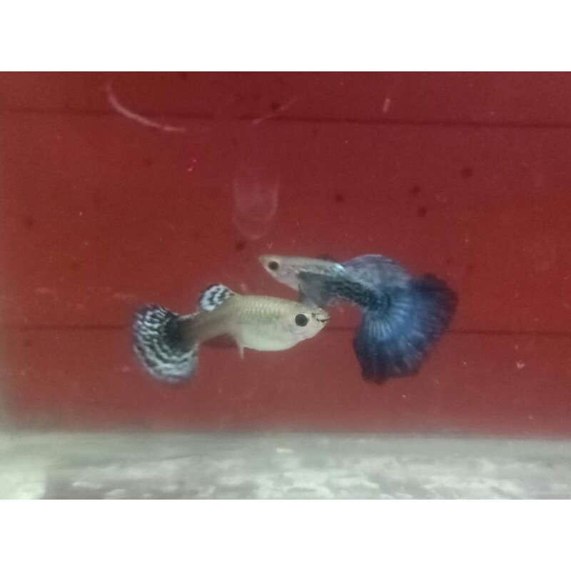 

Guppy Blue Dragon ( per ekor )