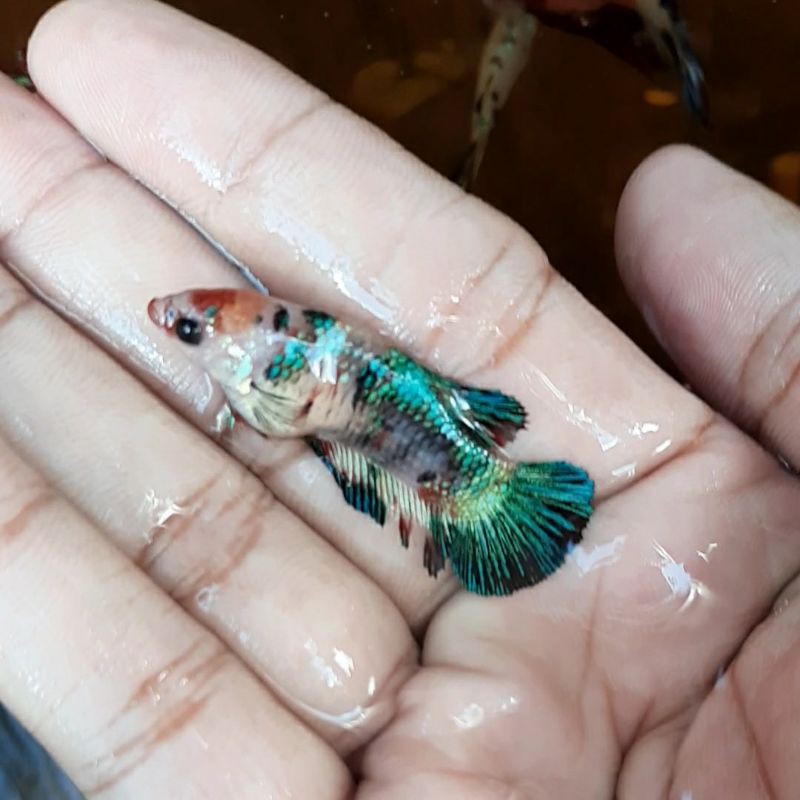 CUPANG MULTICOLOR (FEMALE)