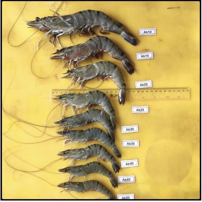 

udang windu / pancet / black tiger AK 20