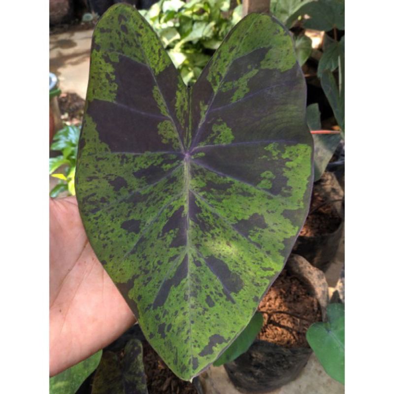 Bibit Colocasia Black Marble Lokal