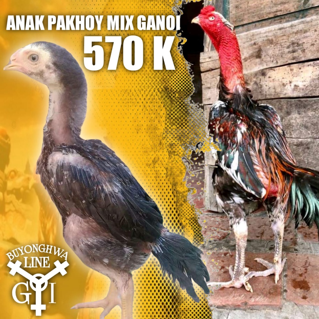 buyonghwa line ayam aduan pakhoy asli mix ganoi line anakan usia 2 bulan per ekor