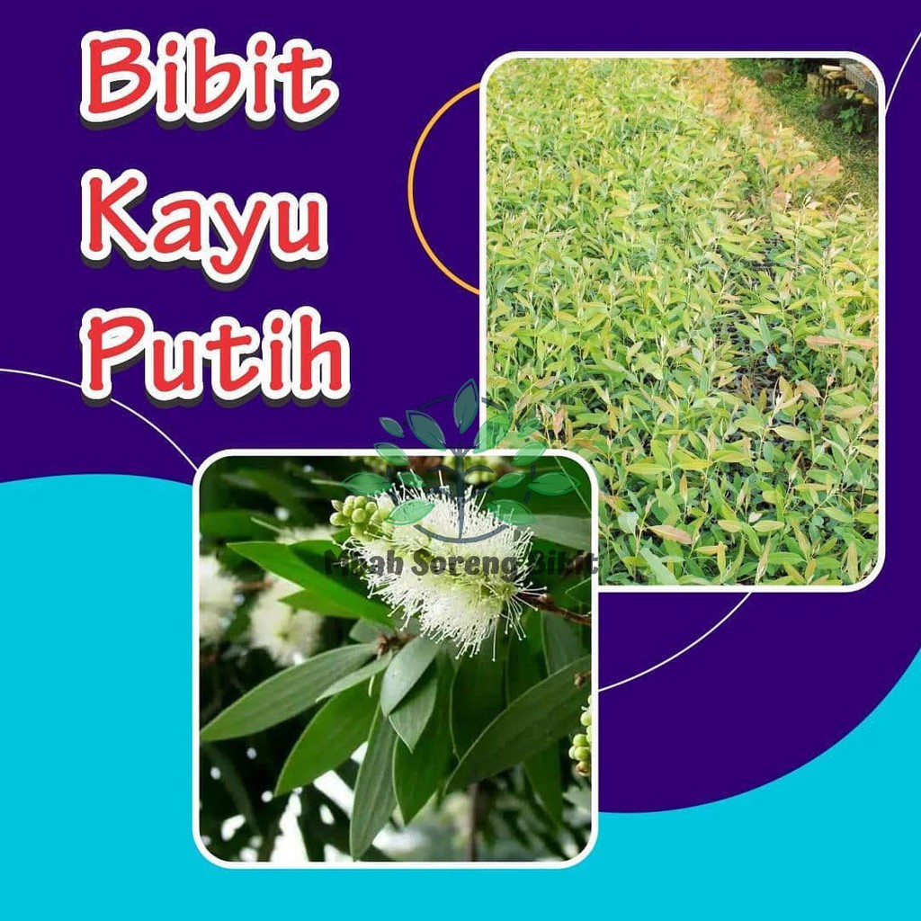 Bibit Kayu Putih / Bibit Tanaman Pohon Putih