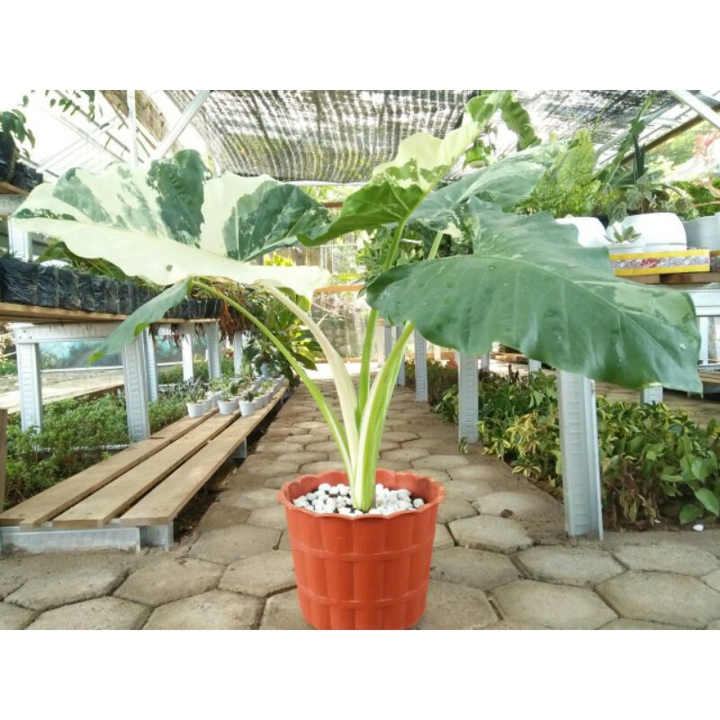 caladium varigata