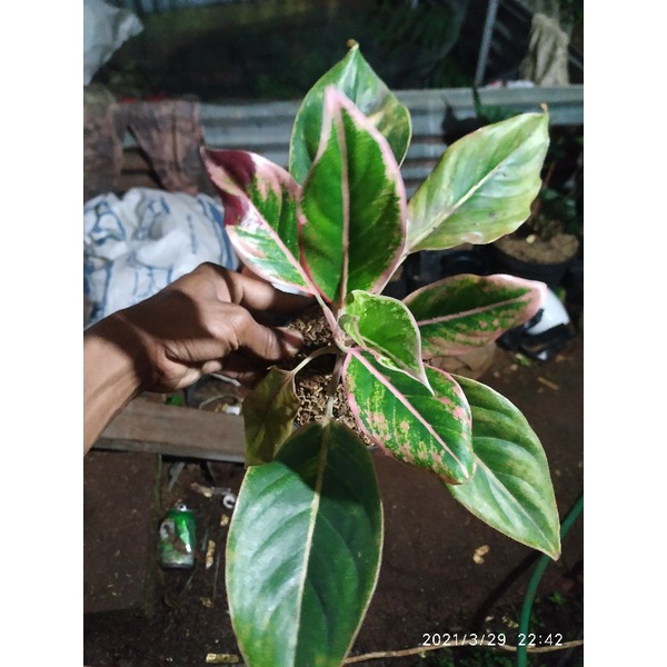 aglonema lipstik puding