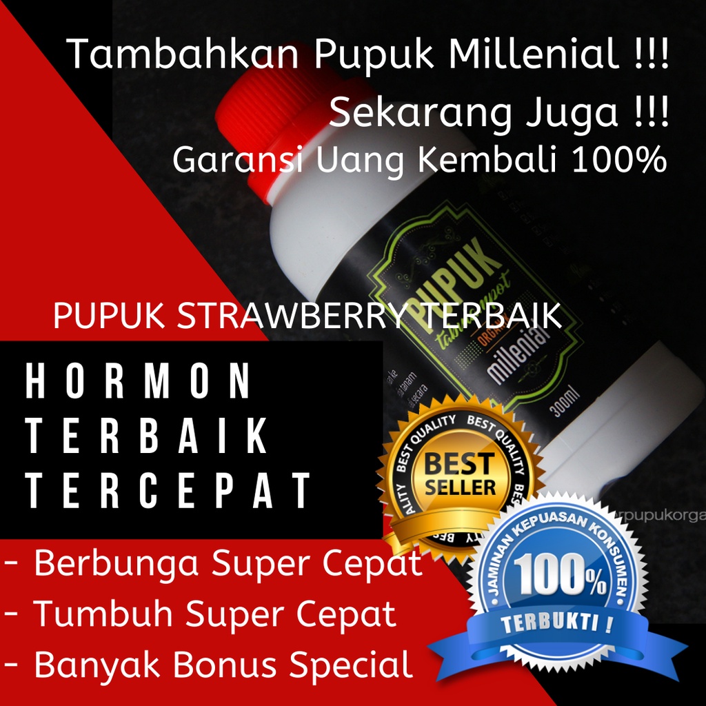 Pupuk Strawberry Agar Berbuah Lebat,Pupuk Strawberry Agar Manis,Pupuk Strawberry Cepat Berbuah,Pupuk