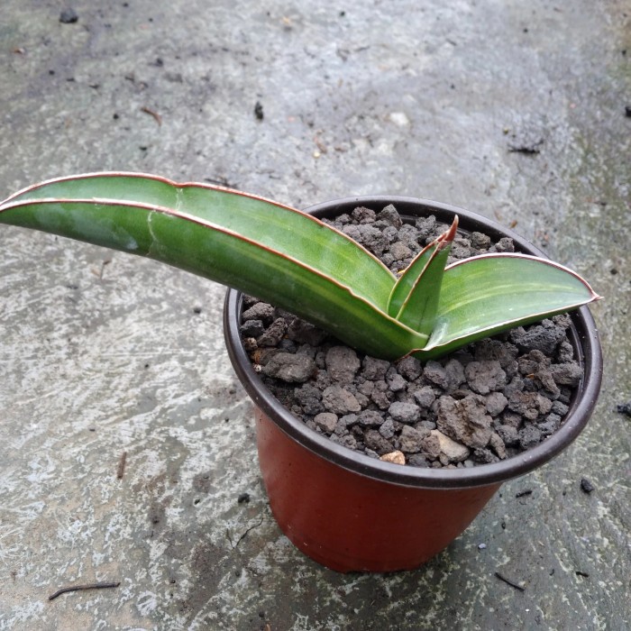 

PROMO!!! SANSEVIERIA SALAF/ SAMURAI LONG VARIGATA TERLARIS