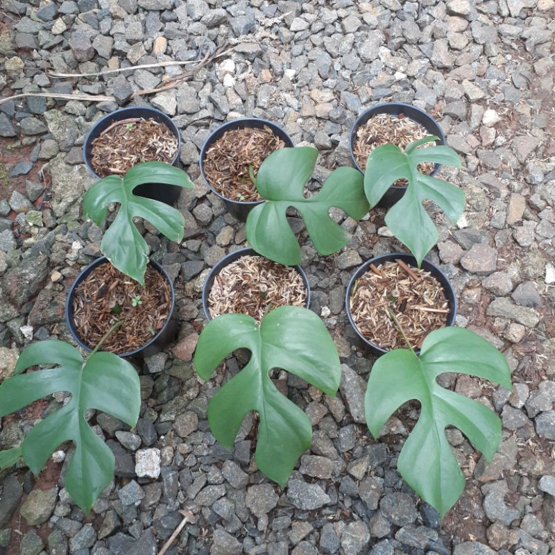 Monstera Tetrasperma/Monstera mini