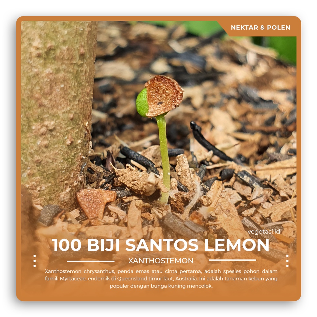 100 Seeds / Biji Santos Lemon Kuning tanaman pakan lebah klanceng dan pakan lebah trigona
