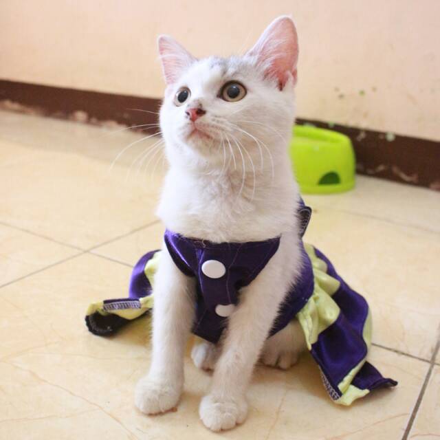 Dress ungu mix krem untuk kucing dan anjing / baju kucing murah terlaris size S-XL