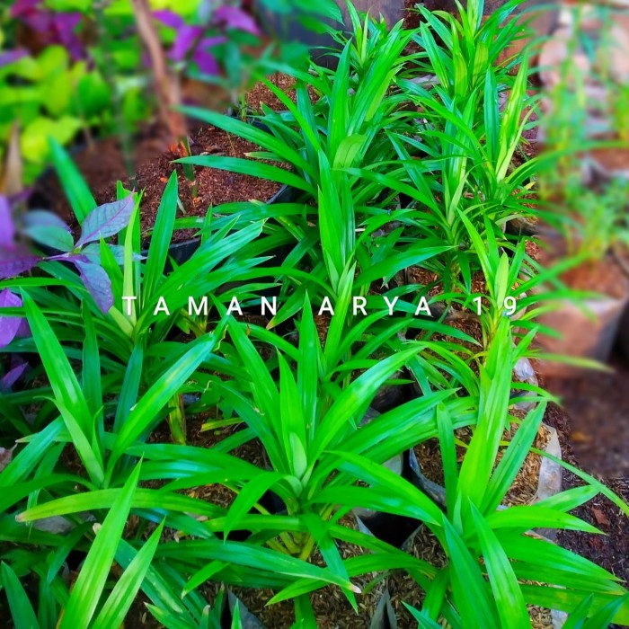 Pohon daun pandan wangi / Tanaman hias hidup / bunga hidup murah / bunga hias hidup kembang asli bes