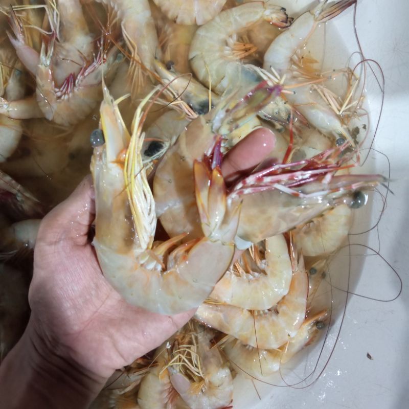 

Udang Jerbung Udang Laut Seafood Hasil Laut Segar Super Besar 1 Kg