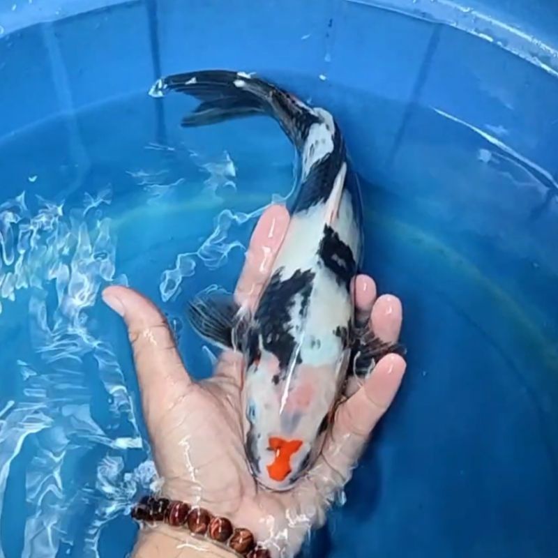 Ikan Koi F1 / Dari Indukan Import / Rumah Koi Jakarta / kode 0012