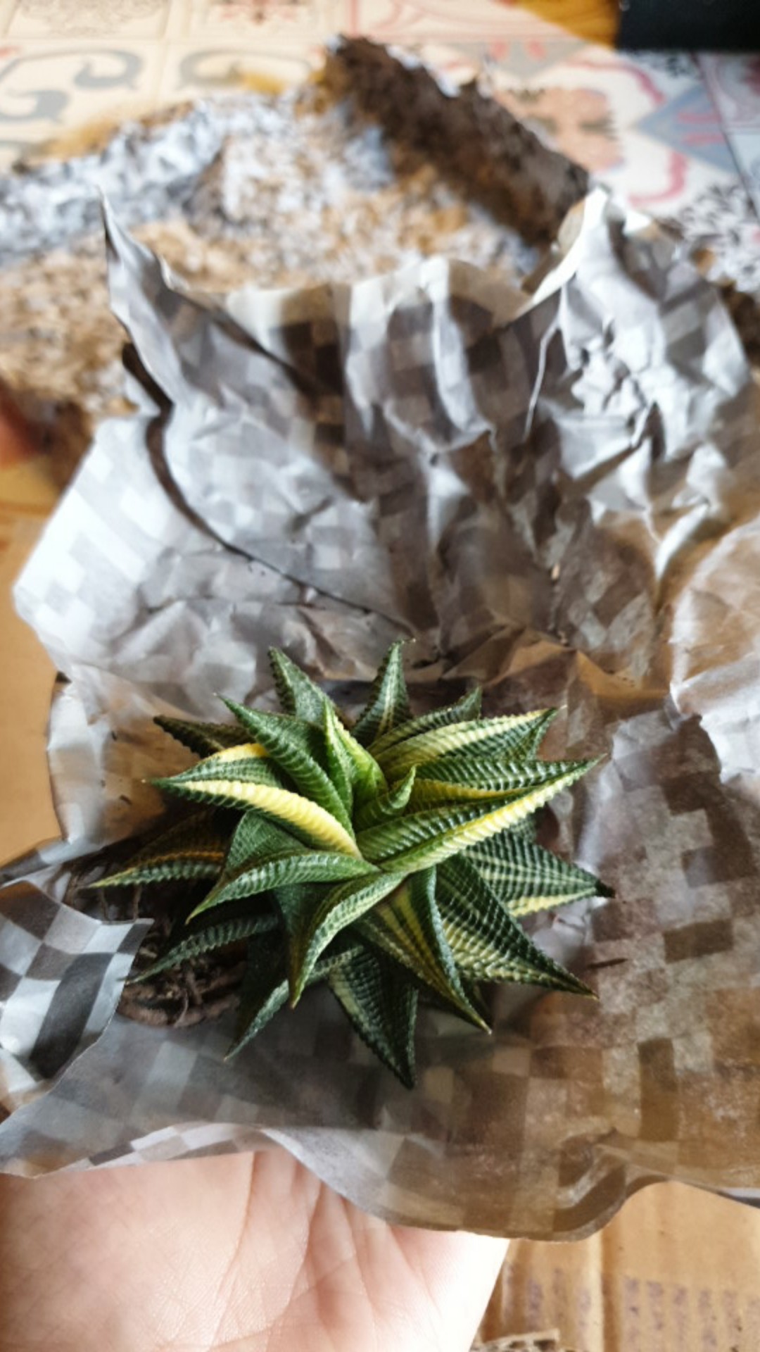 Sukulen Dan Kaktus | Haworthia Limifolia Variegated