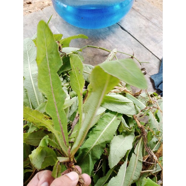 

Daun tempuyung 500gram fress