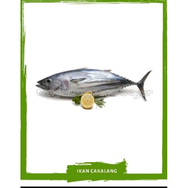 

Ikan Cakalang Segar Frozen / Ikan Cakalang Beku