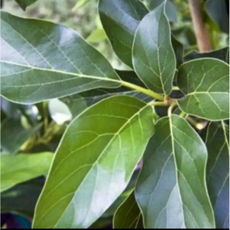 

Daun alpukat segar