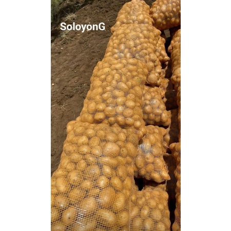 

sayuran kentang