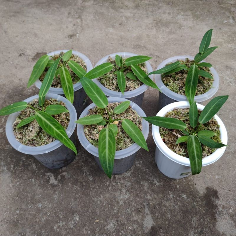 Anthurium warocqueanum/lidah gajah