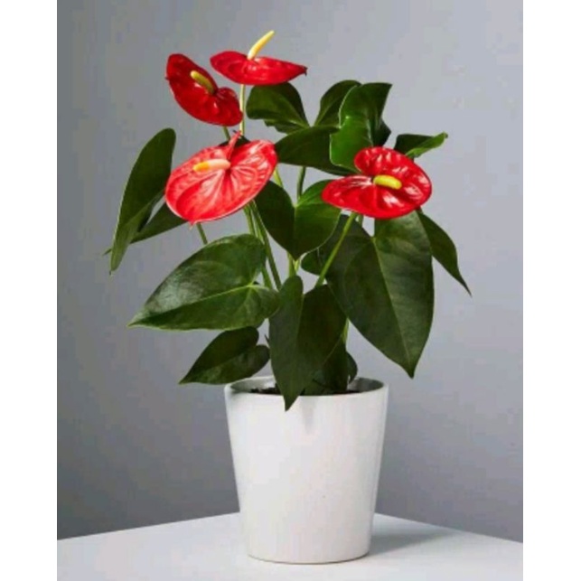 anthurium mini bunga merah/ANTHURIUM MICKY MOUSE