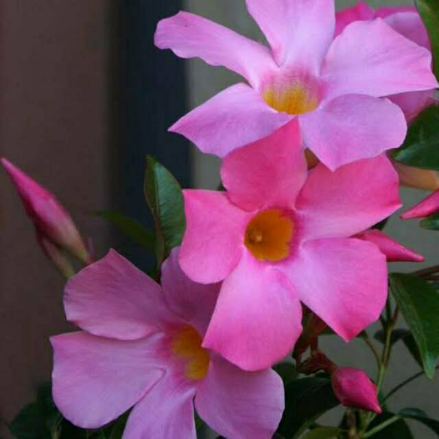 Tanaman Hias Impor Mandevilla Pink