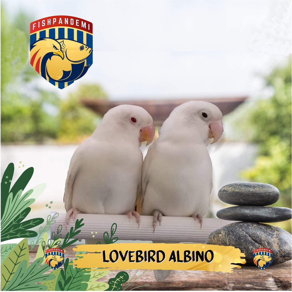 Lovebird Albino Mata Merah Stok Jantan Betina
