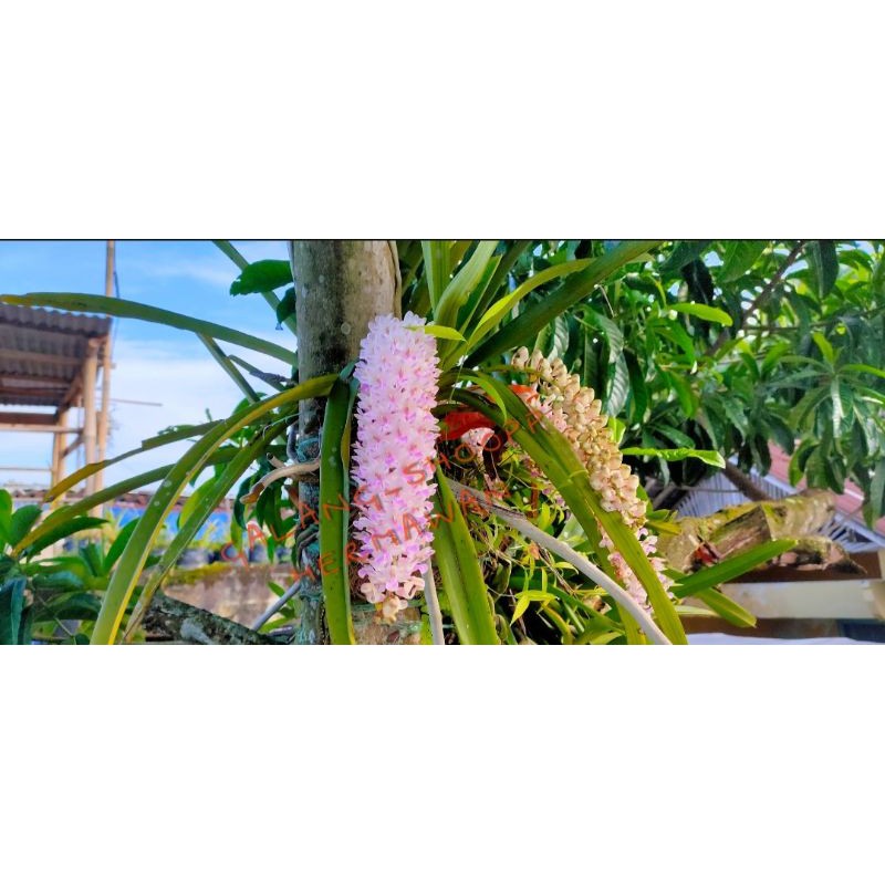 PROMO GROSIR Anggrek Vanda Retusa Ekor Tupai putih dan pink Acak