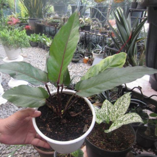 Tanaman Hias anthurium black beauty | anthurium black beauty / pandalovers