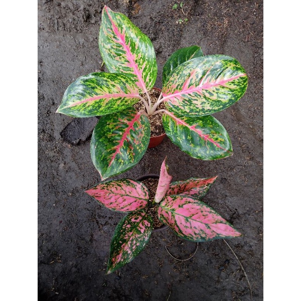 aglonema bigpapa & lady valentin