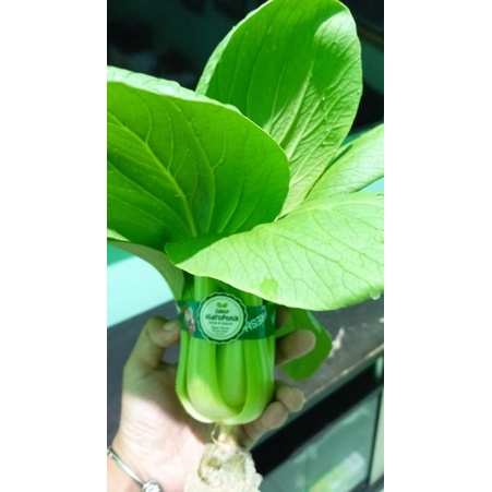 sayur pakcoy hidroponik