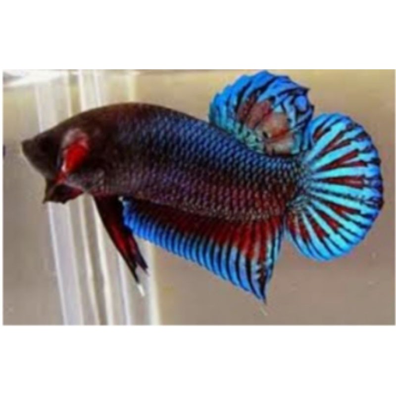 Cupang aduan beli 3 gratis 1 ikan