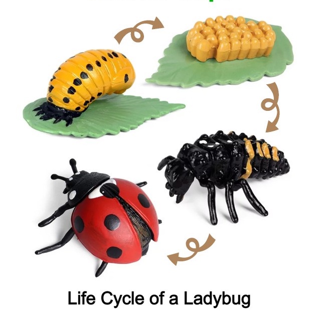 Animal Figure Life Cycle of a Lady Bug / Siklus Hidup Binatang Kepik